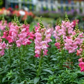 Snapdragon Seeds - The Rose - Packet - Pink Flower Seeds, Attracts Bees, Attracts Butterflies, Attracts Hummingbirds, Attracts Pollinators, Easy to Grow & Maintain, Edible, Fragrant, Container
