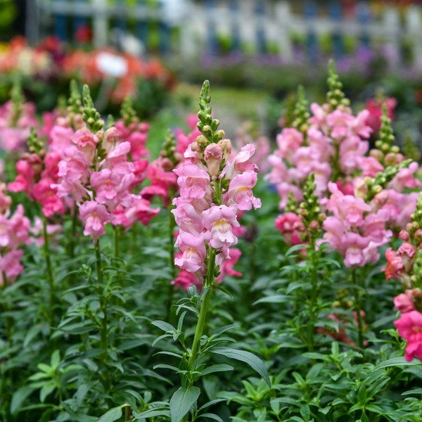 Snapdragon Seeds - The Rose - Packet - Pink Flower