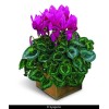cyclamen synchro sierra 15 Cyclamen Seeds Synchro Sierra Purple