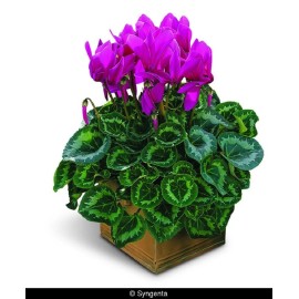 cyclamen synchro sierra 15 Cyclamen Seeds Synchro Sierra Purple