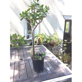 Large Jade Plant, at Least 1/2 inch Thick, Rooted, at Least 12 inches Tall