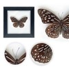 ITrixgan Taxidermy Butterfly, Framed Butterfly Specimen, Real Butterfly Display Insect