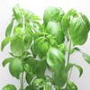 Living Farm Basil Hydroponic Cultivation Seedling Kit (Seeds)