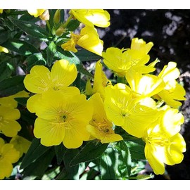 1000 Yellow Evening Primrose Seeds for Planting Yellow Flowers Seeds Easy to Grow Outdoor Home Garden Flower Seeds Gardening Supplies