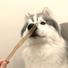 Petio New Green NU-GREEN Completely Additive-Free Duck Fiber Stick, Long