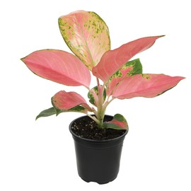 China Red Aglaonema Chinese Evergreen Live Plant, Exotic House Plants Live Tropical Plants, Rare House Plants Indoors Live Plants Indoor Plants Live Houseplants Live Indoor by Plants for Pets