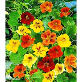 KIRA SEEDS - Seeds Nasturtium Tall Mix - Annual Flowers for Planting