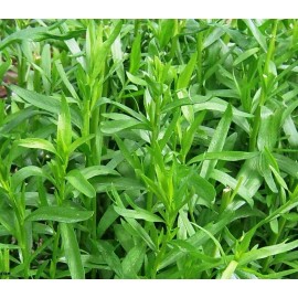 1000+Tarragon Seeds Russian Tarragon Dragon Wort Perennial Garden Herb USA