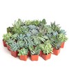 Shop Succulents | Azul Verde Collection | Assortment of Hand
