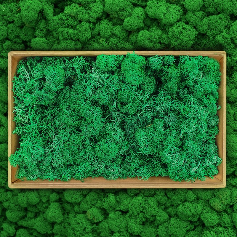 ZUZGO Moss Preserved Decorative Moss for Crafts Moss Picture Model