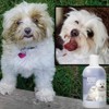 The Blissful Dog Razzle Dazzle White Pet Shampoo, 16 oz.
