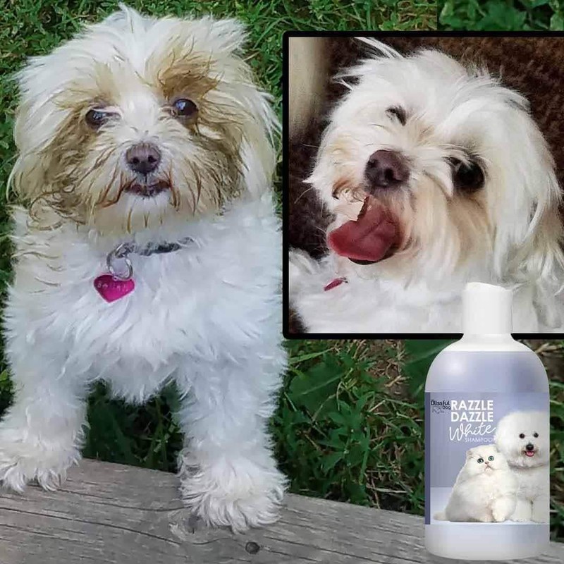 The Blissful Dog Razzle Dazzle White Pet Shampoo, 16 oz.