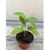Passion Fruit Passiflora Edulis Passion Fruit Plant 8” With Pot