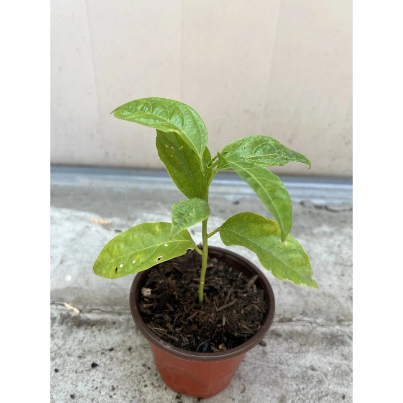 Passion Fruit Passiflora Edulis Passion Fruit Plant 8” With Pot
