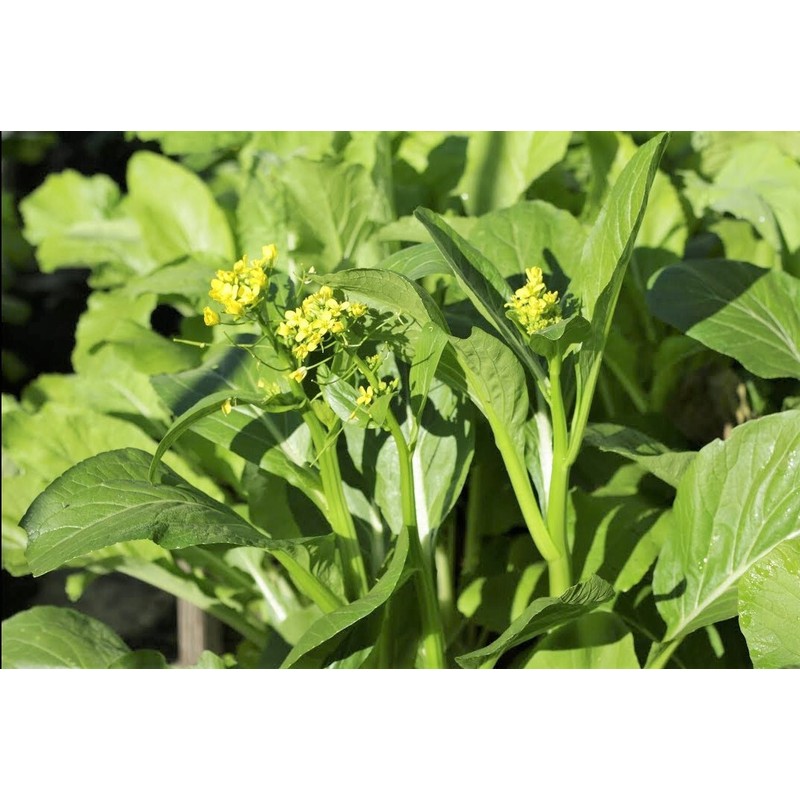 TomorrowSeeds Yu Choy Sum Seeds | 70D Improved Gai Lan