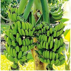 N/A Double Mahoi Banana - 2 Trees-Plants - 3-8 inches - Edible Banana. 🍌