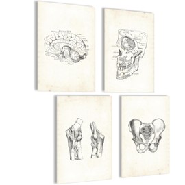Mojoliving Anatomy Skeleton Poster Set - Vintage Pictures for Bedroom, Aesthetic Room Decor and Fitness - Model Decoration