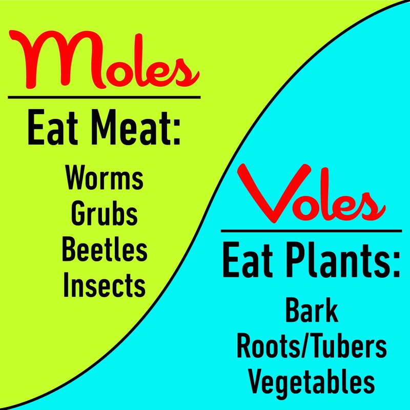 I Must Garden Mole & Vole Repellent: Professional Strength –