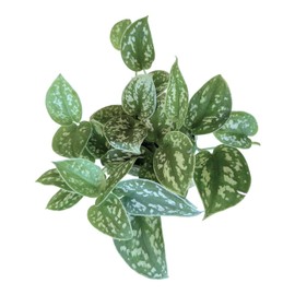 Hopewind Plants Shop Pothos Live Indoor Plant, 4 inch Pot, Variegated White and Green Leaves - Easy to Care for - Perfect for Indoor and Outdoor Home Decor, Office, and Gift (Satin Pothos)