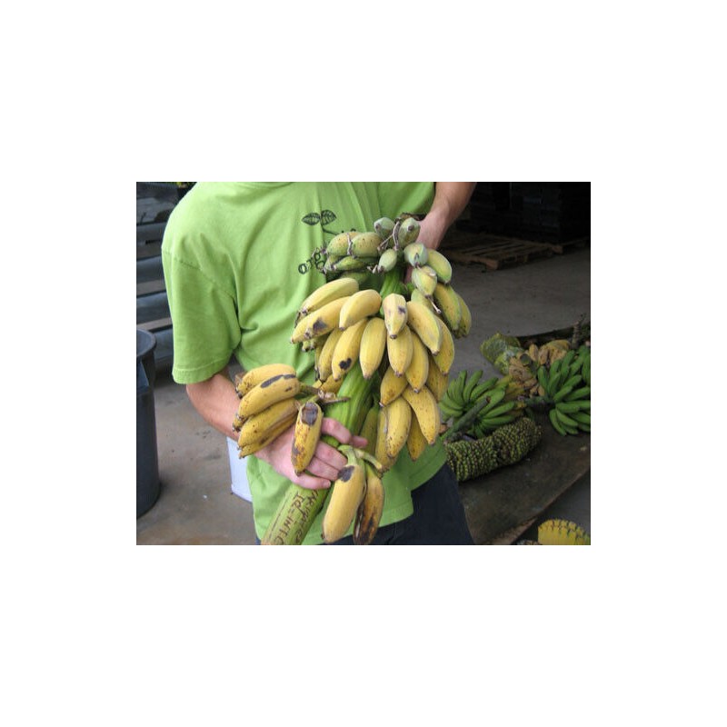 hope's garden ICE CREAM (BLUE JAVA)Live Musa Banana Tree-WELL ROOTED