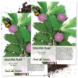 Seed Needs, Sensitive Plant (Mimosa pudica) Twin Pack of 100 Seeds Each