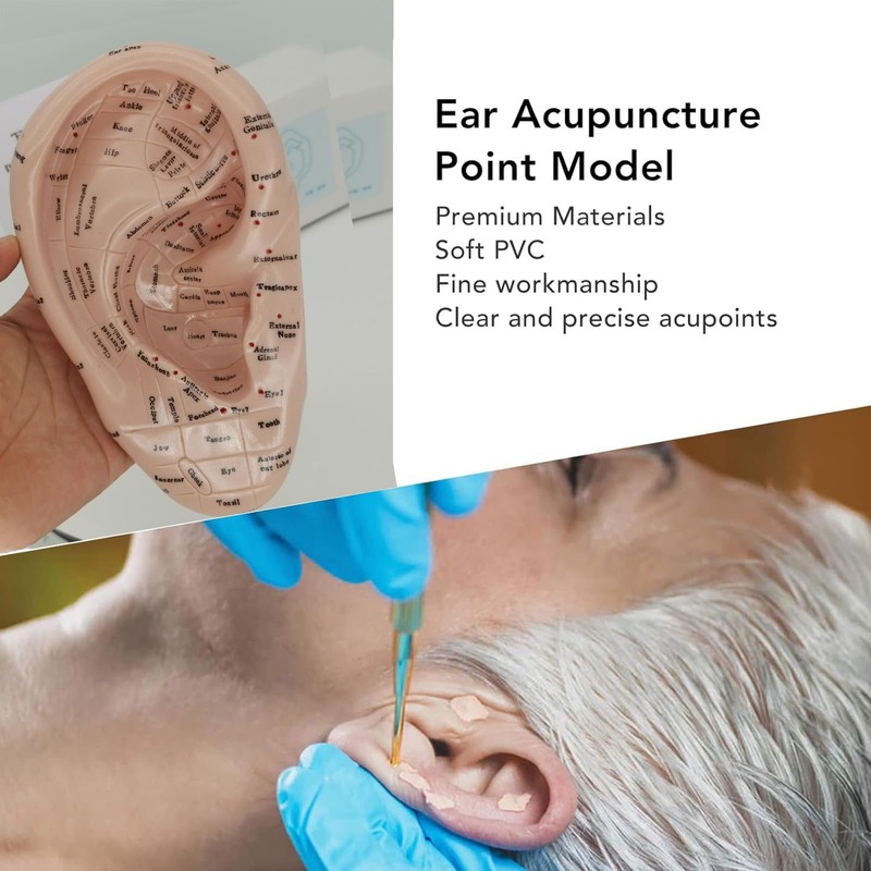 Ear Acupuncture Model - 17cm Ear Zone Model, Ear Massage