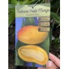 Tree VALENCIA PRIDE MANGO TREE GRAFTED (3-4 Feet Tall)