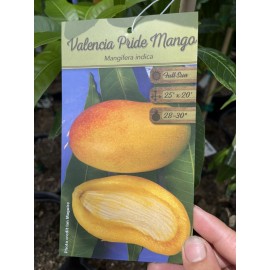 Tree VALENCIA PRIDE MANGO TREE GRAFTED (3-4 Feet Tall)