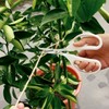 Ars Corporation EG-330H-W Craft Choki, For Gardening, Agricultural Work, Home