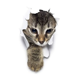 Prendre PR-PETST-TOBI Car Sticker Dog Cat Cute Animal Dress Up Car Motorcycle Car Supplies Sticker (Popping Cat)