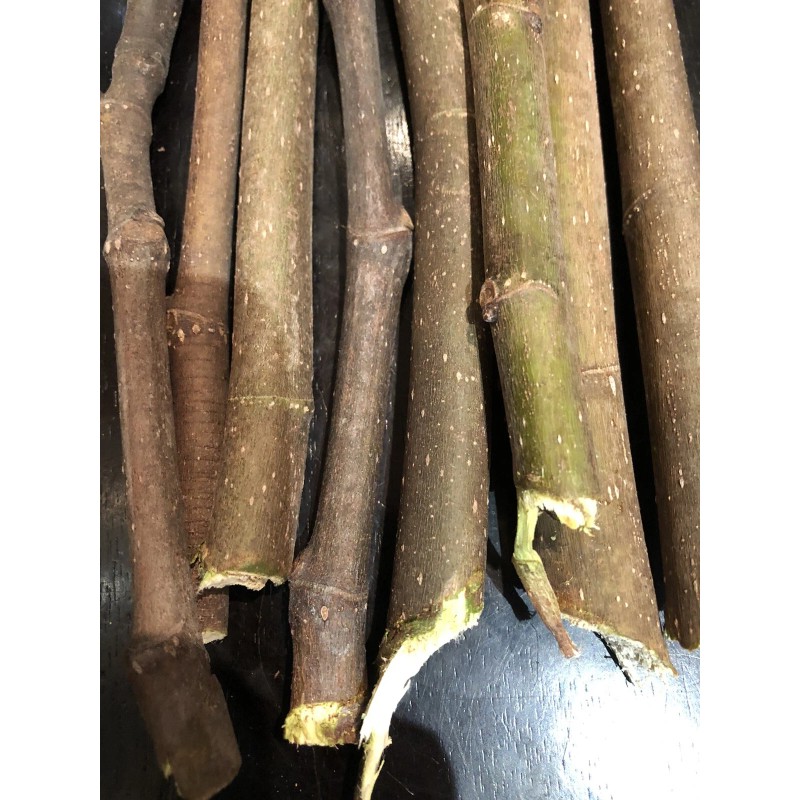 Tree peter honey fig tree cutting for sale