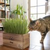 Cat Grass Kit for Indoor Cats – x4 Seed Packets