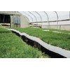 The Jonsteen Company Giant Sequoia | Small Tree Seedling |