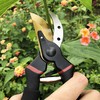 gonicc 8" Professional Premium Titanium Bypass Pruning Shears (GPPS-1003), Hand