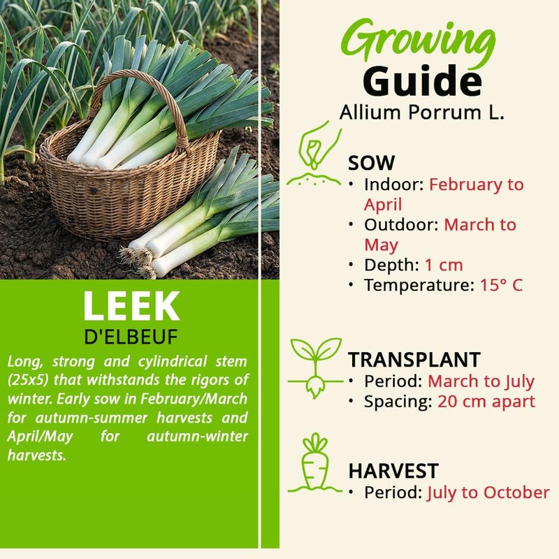 Leek Seeds – Porro D’Elbeuf – Long White Stems –