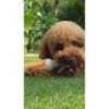 Renovapet Solución para el Cuidado Oral Orgánica (Estilo 12)