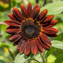 Sunflower Seeds - Chocolate Cherry - 1 Oz ~1700 Seeds - Helianthus annuus - Non-GMO, Open Pollinated - Flower Gardening