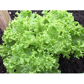 Frisee Salad Green - Endive Seeds “Green Curled Ruffec” aka Italian Dandelion Green | Heirloom Seeds by Liliana's Garden |