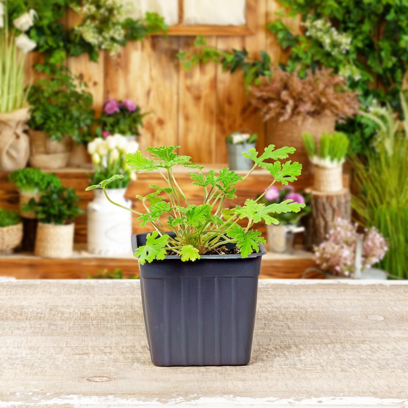 Live Citronella Geranium Plants (2-Pack); Pelargonium Citronella Scented Potted Plants