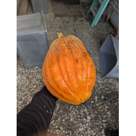 Pee Dee Organics Crop Geeks (Pot Ash) Bloom Setter Bloom Booster Fertilizer 16oz Bottle