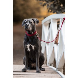 YUDOTE Dog Collar and Lead Set Medium,Soft Non-irritant Corduroy Collar Leash Matching Combo for Daily Walking,Red