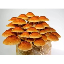 Roots ORGANIC - Chestnut Mushroom (Pholiota Adiposa) Liquid Culture