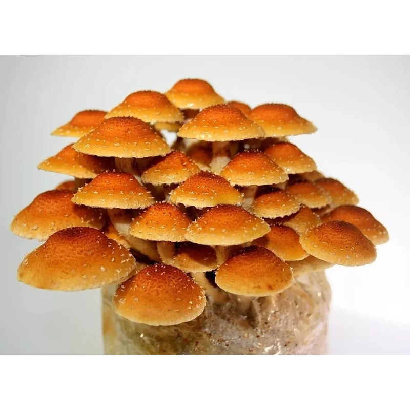 Roots ORGANIC - Chestnut Mushroom (Pholiota Adiposa) Liquid Culture