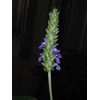 Chia Salvia Hispanica 2000+ Seeds for Sowing Organic