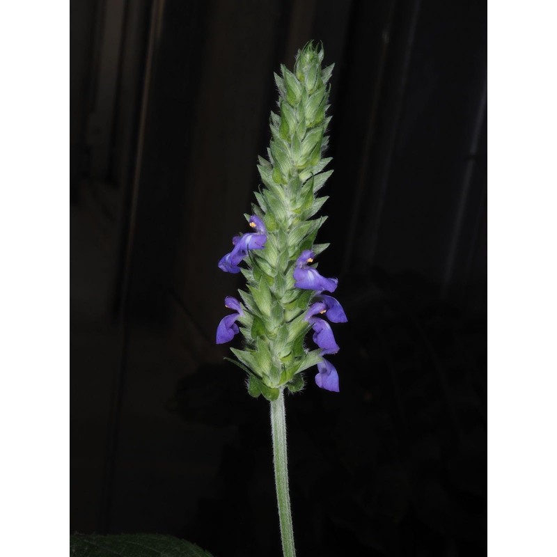 Chia Salvia Hispanica 2000+ Seeds for Sowing Organic