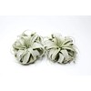 Airplant Tillandsia Xerographica 6" Wide by Garden in the City/Ships