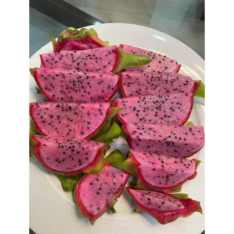ORGANICO One Vietnamese read DRAGON FRUIT CUTTING 8- 12 Inches