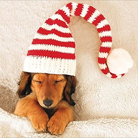 5 Puppy in Sleeping Cap Charity Christmas Cards - Made in the UK