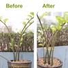 6pcs Plant Stem Support, Monstera Plant Support,Propagated Plant Holders,Plant Stakes