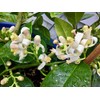 Ponderosa Lemon Tree -Lemon Live Plants - No Ship to